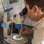 Analyst using microscope
