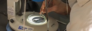 Microscope in Lab